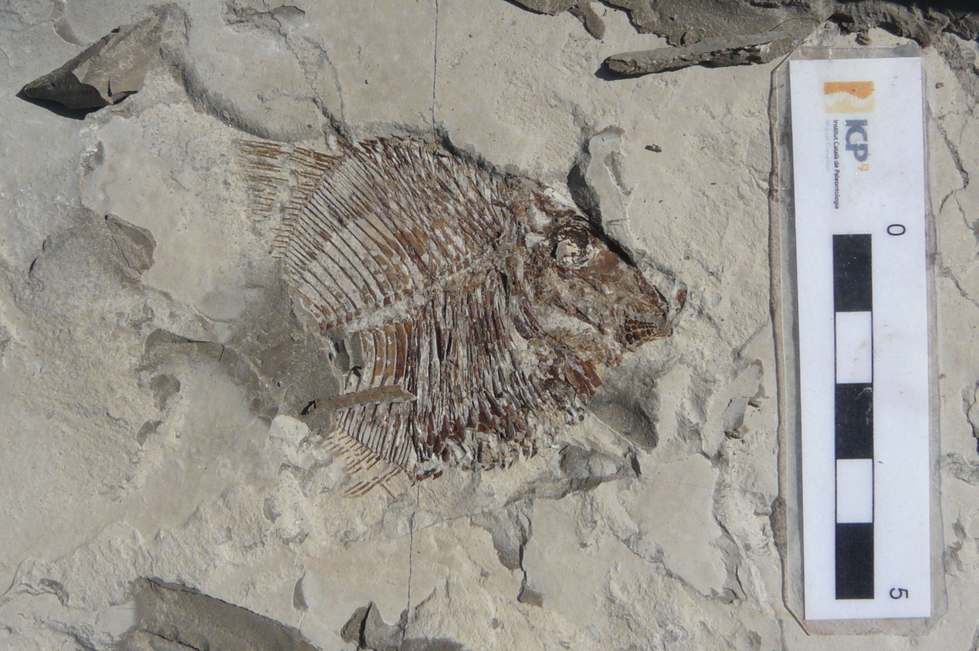 Un dels fòssils de Coelodus recuperats durant la campanya de l’any 2018